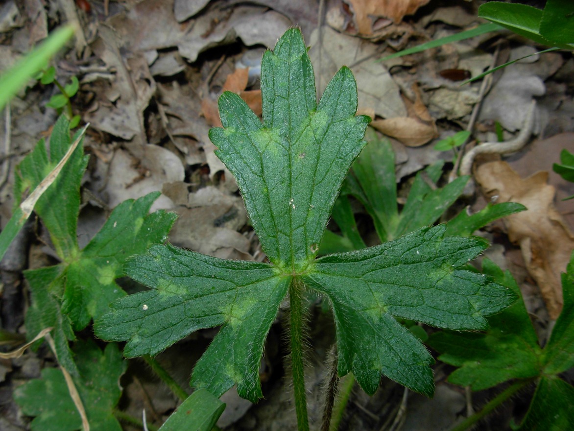 Ranunculus serpens subsp. nemorosus / Ranuncolo dei boschi